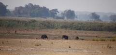 Struthio camelus australis