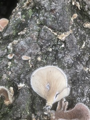 Panus lecomtei