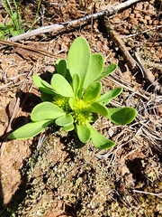 Polygala nana