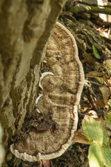 Ganoderma megaloma