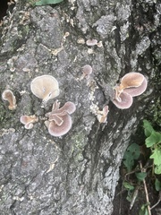 Panus lecomtei