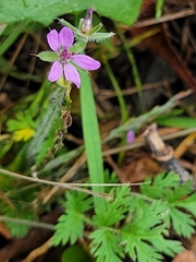 Erodium cicutarium