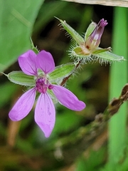 Erodium cicutarium