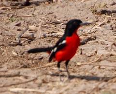 Laniarius atrococcineus