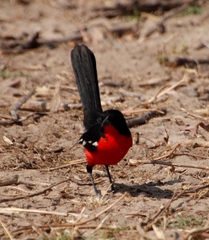 Laniarius atrococcineus