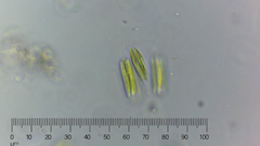 Quadrigula closterioides