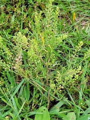 Lepidium densiflorum