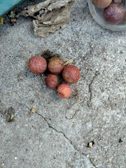 Amphibolips quercusjuglans