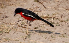 Laniarius atrococcineus