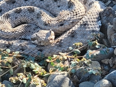 Crotalus cerastes