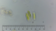 Quadrigula closterioides