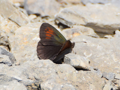Erebia tyndarus