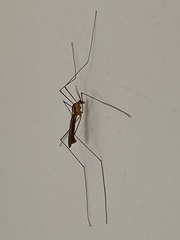 Tipulomorpha