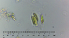 Quadrigula closterioides