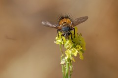 Protodejeania echinata