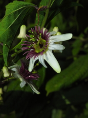 Decaloba