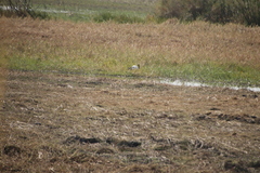 Threskiornis aethiopicus