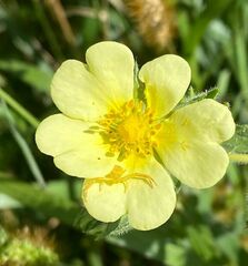 Potentilla recta