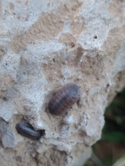 Porcellio dilatatus
