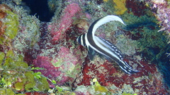 Eques punctatus