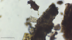 Sessilida