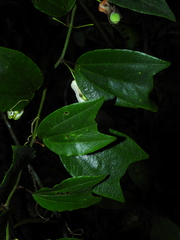 Decaloba