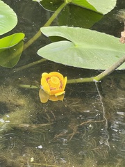 Nuphar polysepala