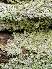 Hyperphyscia adglutinata