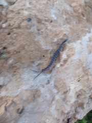 Scolopendridae