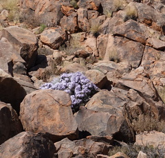 Jamesbrittenia ramosissima