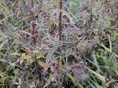 Achillea salicifolia