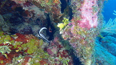 Eques punctatus