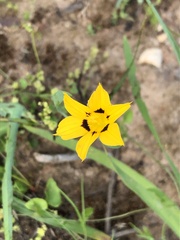 Sisyrinchium graminifolium