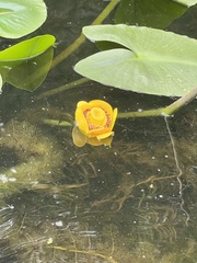 Nuphar polysepala