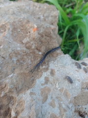 Scolopendridae