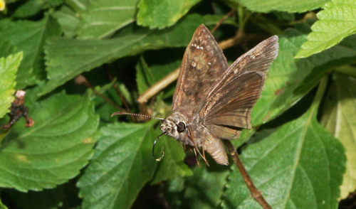 Horace's Duskywing photo 3