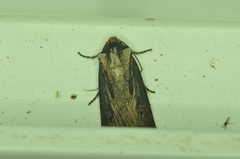 Agrotis venerabilis