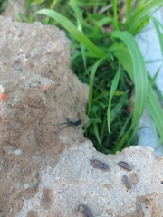 Scolopendridae