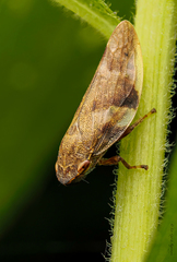 Aphrophora alni