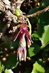 Fuchsia excorticata
