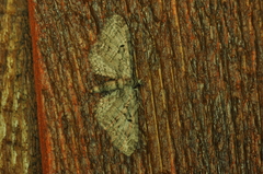 Eupithecia interruptofasciata