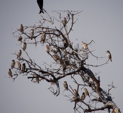 Quelea quelea lathamii