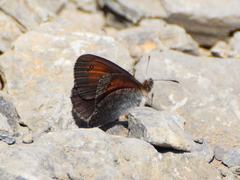 Erebia tyndarus