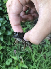 Lithobates clamitans