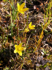 Saxifraga hirculus
