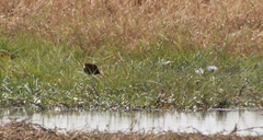 Actophilornis africanus