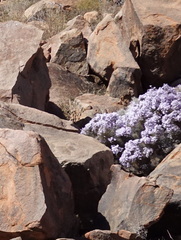 Jamesbrittenia ramosissima