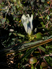 Gentiana algida