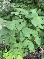 Viburnum carlesii