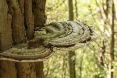 Ganoderma megaloma